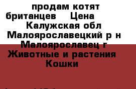 продам котят британцев  › Цена ­ 3 000 - Калужская обл., Малоярославецкий р-н, Малоярославец г. Животные и растения » Кошки   
